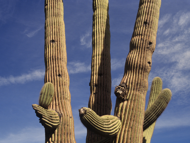 Carnegiea gigantea (Saguaro) #21764