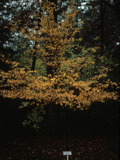 Carpinus caroliniana (American hornbeam) #21779