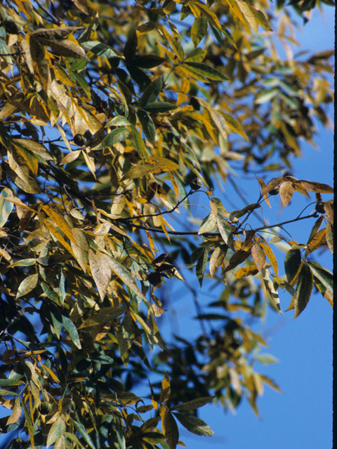 Carya myristiciformis (Nutmeg hickory) #21789