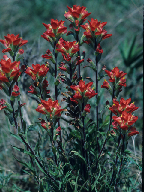 Castilleja indivisa (Texas indian paintbrush) #21803