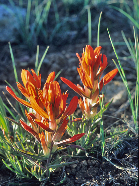 Castilleja integra (Wholeleaf indian paintbrush) #21805