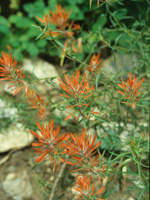 Castilleja linariifolia (Wyoming indian paintbrush) #21810