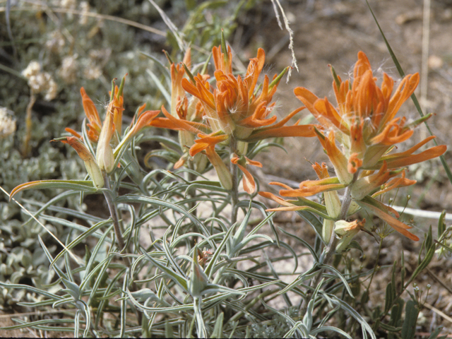 Castilleja integra (Wholeleaf indian paintbrush) #21814