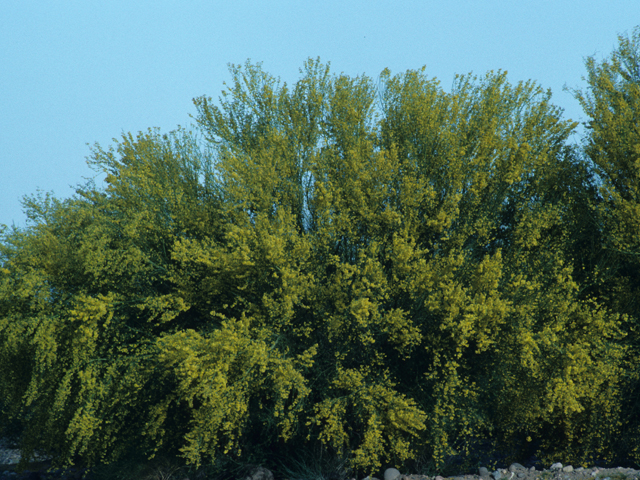 Parkinsonia florida (Blue paloverde) #21861