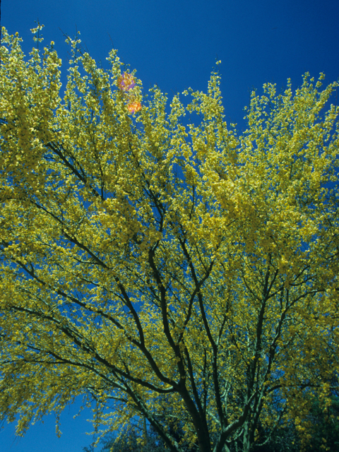 Parkinsonia florida (Blue paloverde) #21863