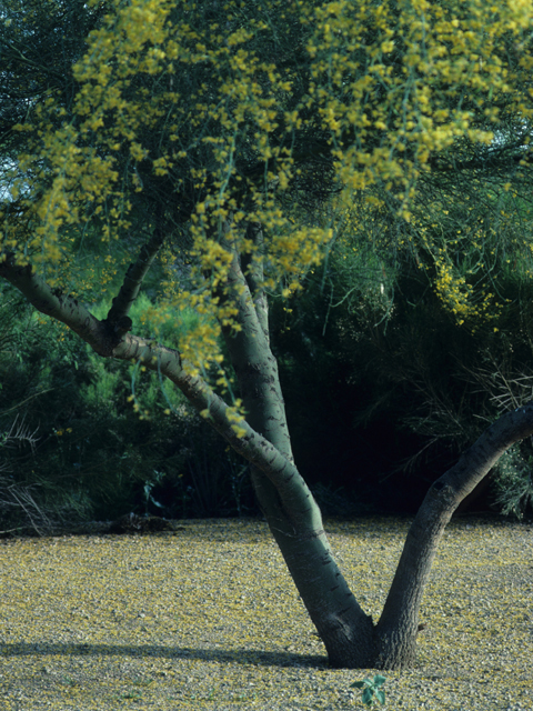 Parkinsonia florida (Blue paloverde) #21864