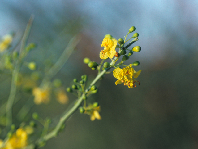 Parkinsonia florida (Blue paloverde) #21866