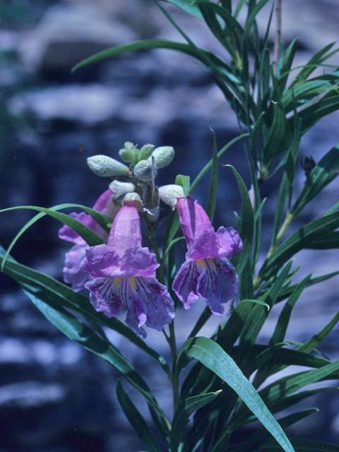 Chilopsis linearis (Desert willow) #21927