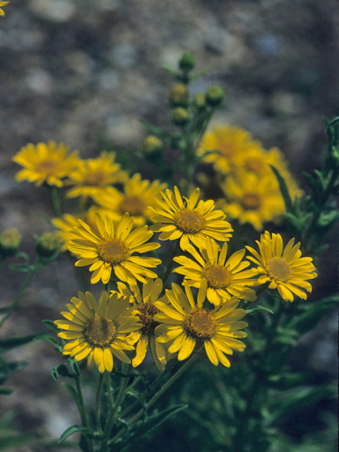 Heterotheca villosa var. villosa (Hairy false goldenaster) #21964