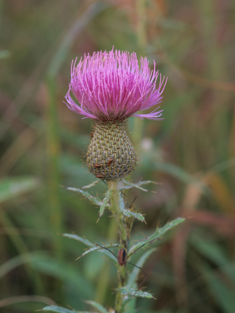 Cirsium flodmanii (Flodman's thistle) #21970