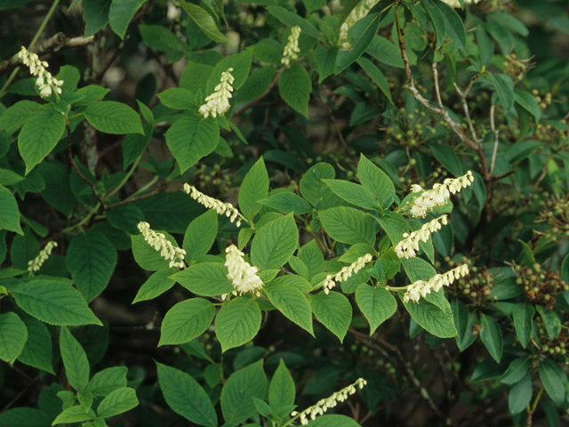 Clethra acuminata (Mountain pepperbush) #21989