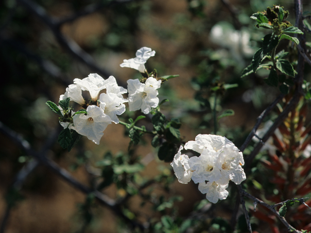 Cordia parvifolia (Littleleaf cordia) #22032