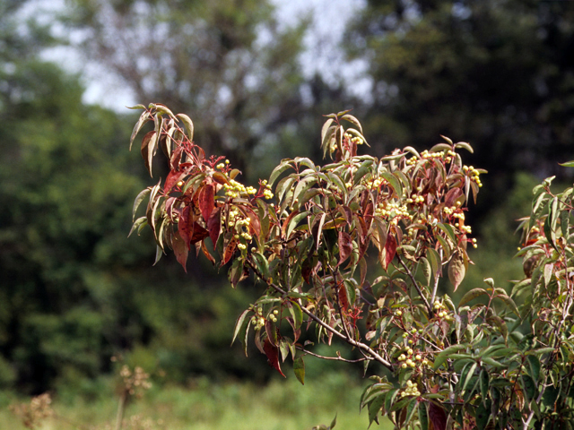 Cornus drummondii (Roughleaf dogwood) #22063