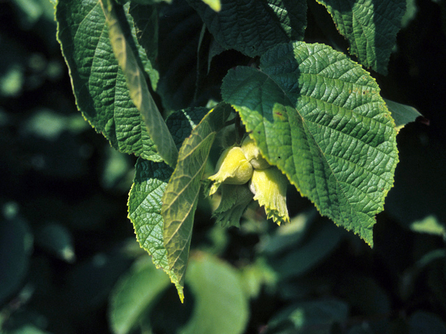 Corylus americana (American hazelnut) #22097