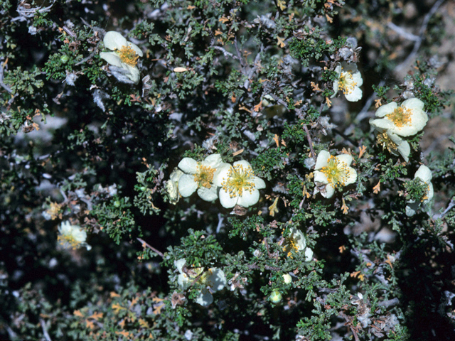 Purshia stansburiana (Stansbury cliffrose) #22116