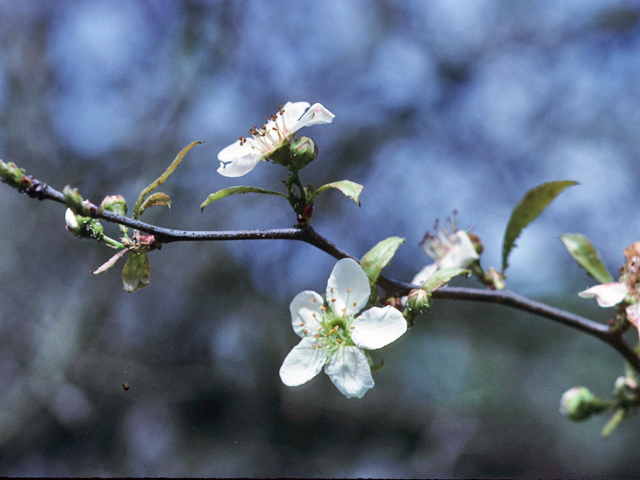 Crataegus opaca (Mayhaw) #22127