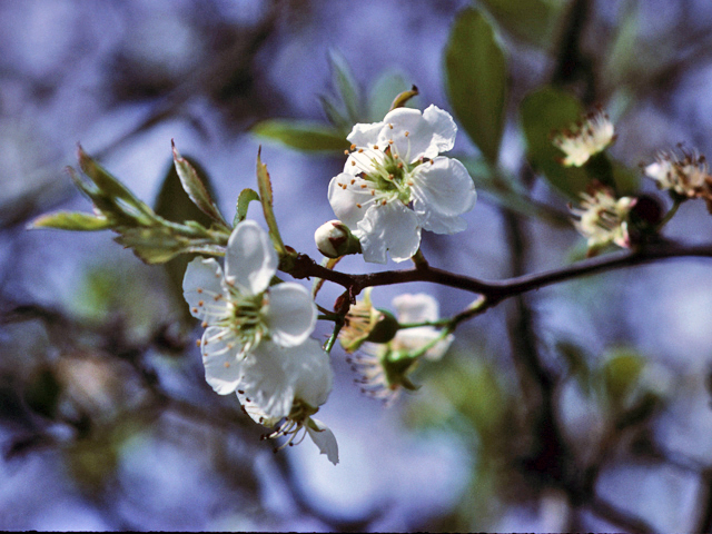 Crataegus opaca (Mayhaw) #22128