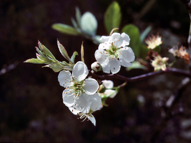 Crataegus opaca (Mayhaw) #22129