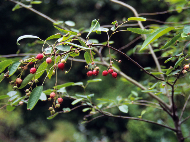 Crataegus opaca (Mayhaw) #22130