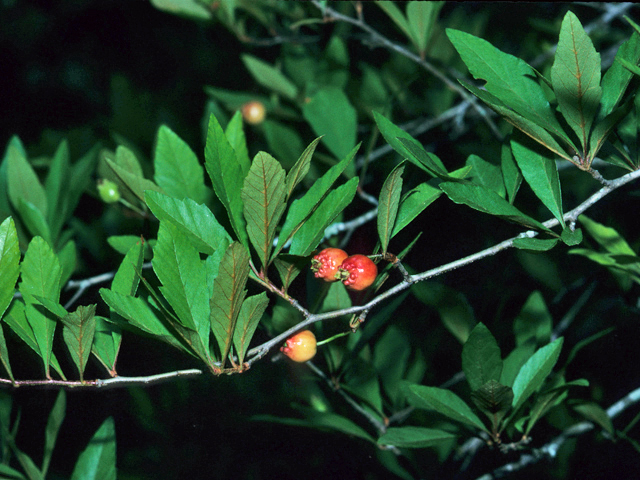 Crataegus opaca (Mayhaw) #22132