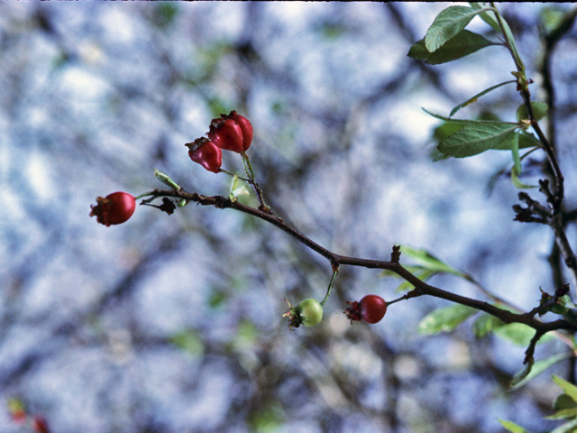 Crataegus opaca (Mayhaw) #22133