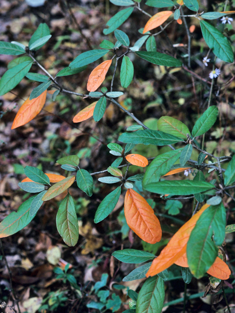 Croton alabamensis (Alabama croton) #22147