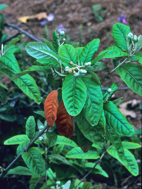 Croton alabamensis (Alabama croton) #22148