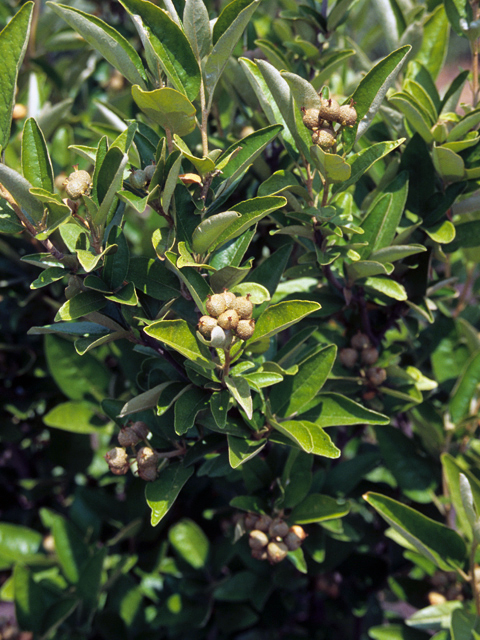 Croton alabamensis var. texensis (Texabama croton) #22150