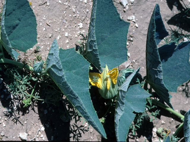 Cucurbita foetidissima (Stinking gourd) #22154