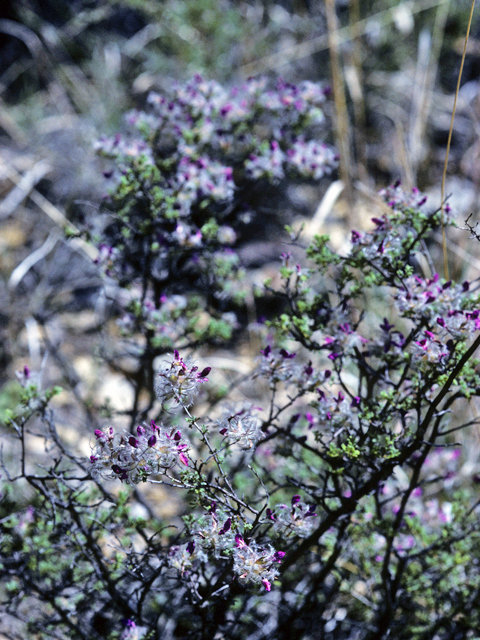 Dalea formosa (Featherplume) #22177