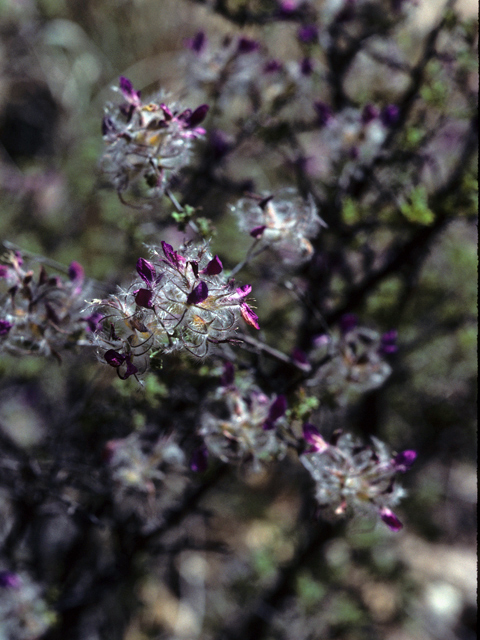 Dalea formosa (Featherplume) #22178