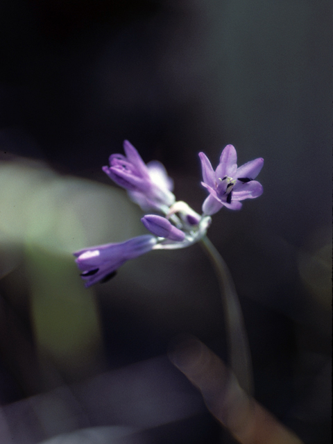 Dichelostemma capitatum (Bluedicks) #22211