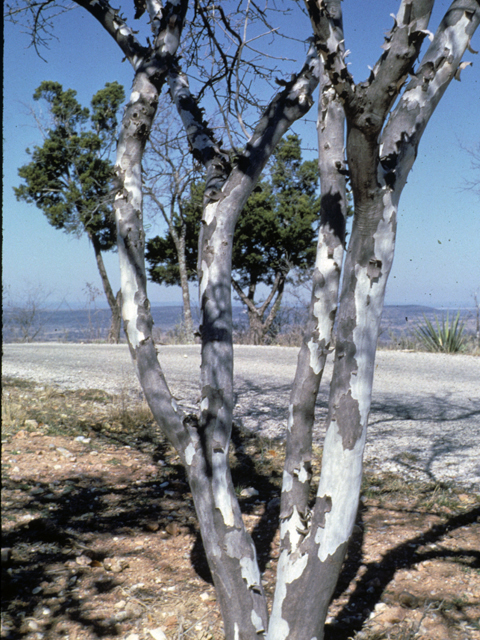 Diospyros texana (Texas persimmon) #22226