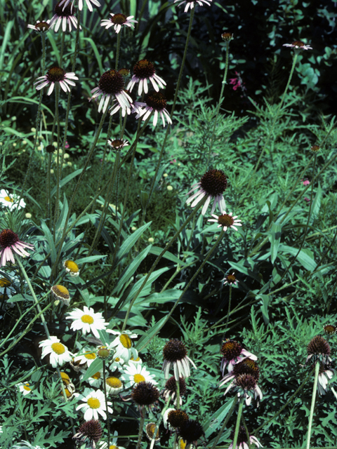 Echinacea angustifolia (Black samson) #22253