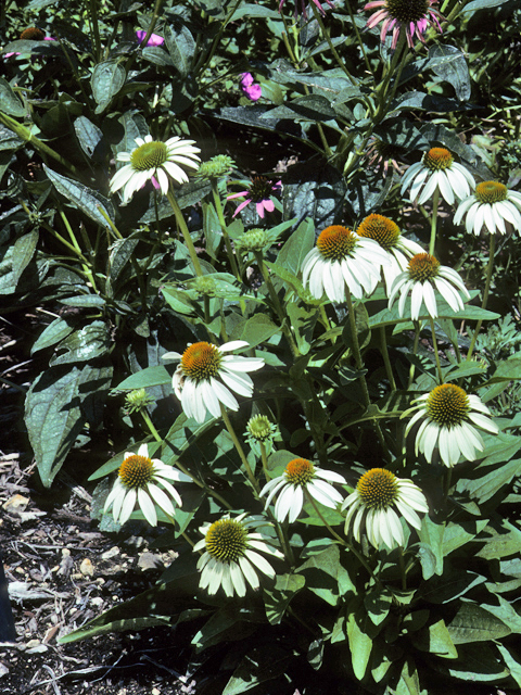 Echinacea purpurea (Eastern purple coneflower) #22274