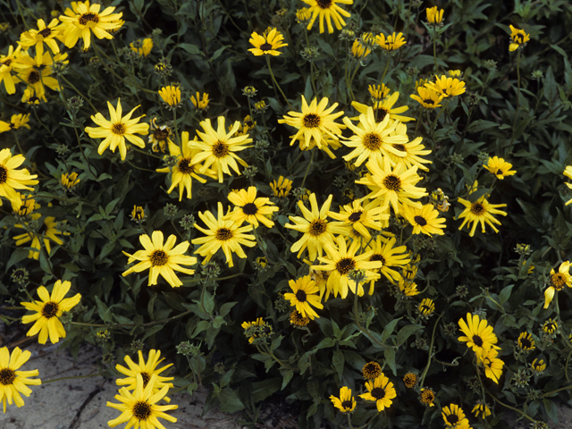 Encelia californica (California brittlebush) #22296