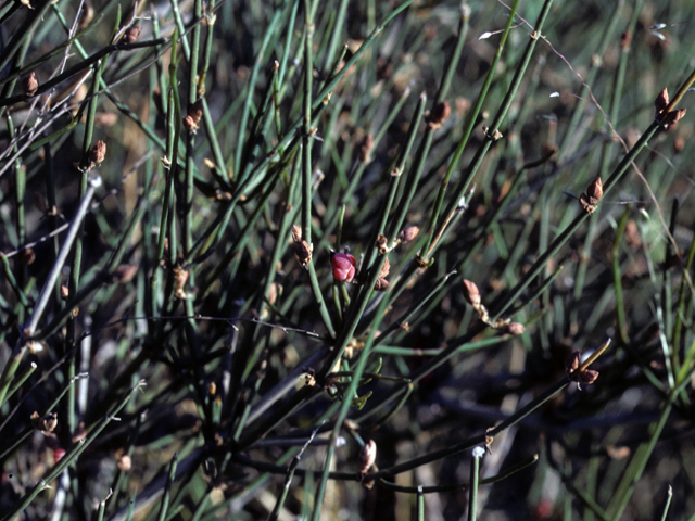 Ephedra antisyphilitica (Mormon tea) #22310