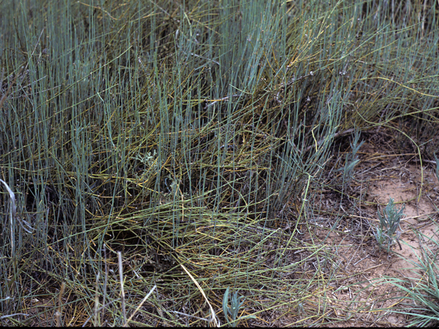 Ephedra coryi (Cory's jointfir) #22311