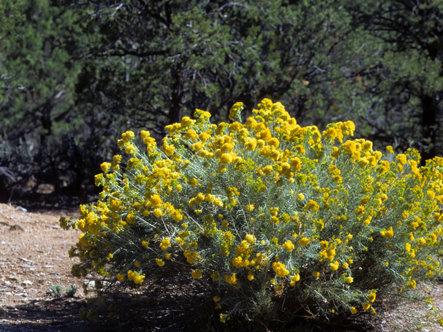 Ericameria nauseosa (Rubber rabbitbrush) #22346