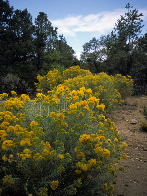 Ericameria nauseosa (Rubber rabbitbrush) #22347