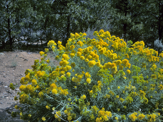 Ericameria nauseosa (Rubber rabbitbrush) #22348