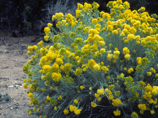 Ericameria nauseosa (Rubber rabbitbrush) #22349