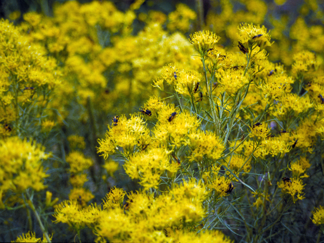 Ericameria nauseosa (Rubber rabbitbrush) #22350