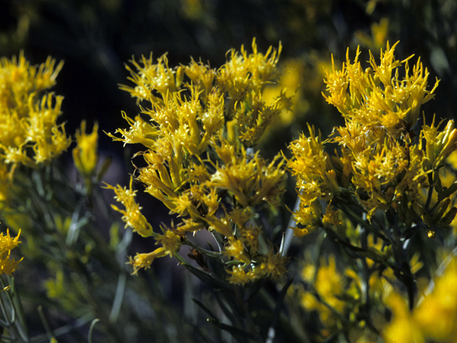 Ericameria nauseosa (Rubber rabbitbrush) #22351