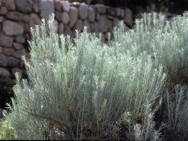 Ericameria nauseosa (Rubber rabbitbrush) #22353