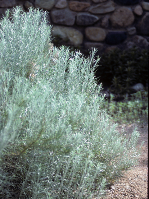 Ericameria nauseosa (Rubber rabbitbrush) #22354