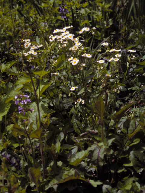 Erigeron philadelphicus (Philadelphia fleabane) #22369