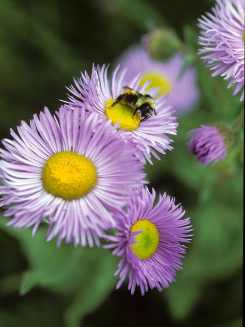 Erigeron speciosus (Aspen fleabane) #22371