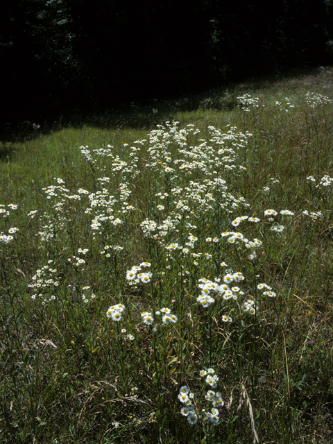 Erigeron strigosus (Prairie fleabane) #22372