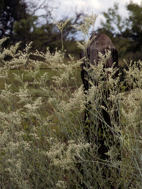 Eriogonum annuum (Annual buckwheat) #22377